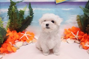 Maltese Puppy for sale in LAS VEGAS, NV, USA