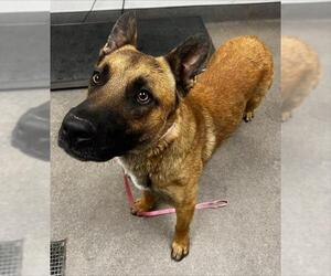 German Shepherd Dog-Unknown Mix Dogs for adoption in HESPERIA, CA, USA