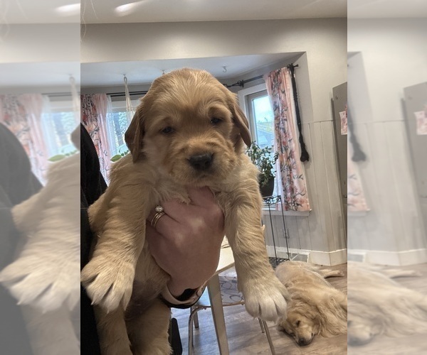 Medium Photo #1 Golden Retriever Puppy For Sale in GRAND RAPIDS, MI, USA