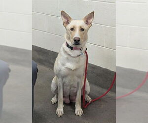 German Shepherd Dog-Unknown Mix Dogs for adoption in Forestville, MD, USA