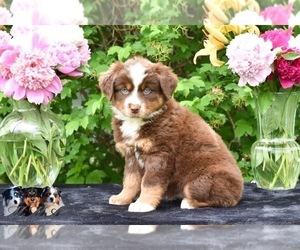Australian Shepherd Puppy for sale in EASTON, MO, USA