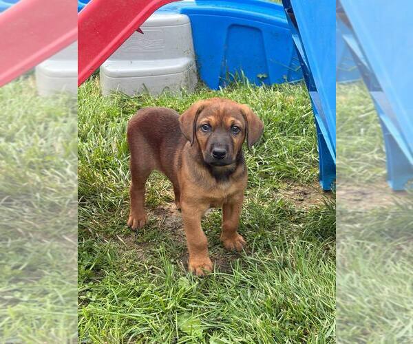 Medium Photo #8 Doberman Pinscher Puppy For Sale in Evansville, IN, USA