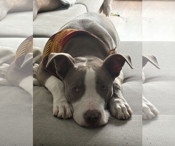 Medium Photo #4 Mutt Puppy For Sale in Miami, FL, USA