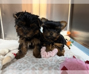 Yorkshire Terrier Litter for sale in VALRICO, FL, USA