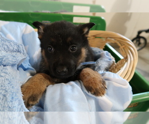 German Shepherd Dog Puppy for sale in CINCINNATI, OH, USA