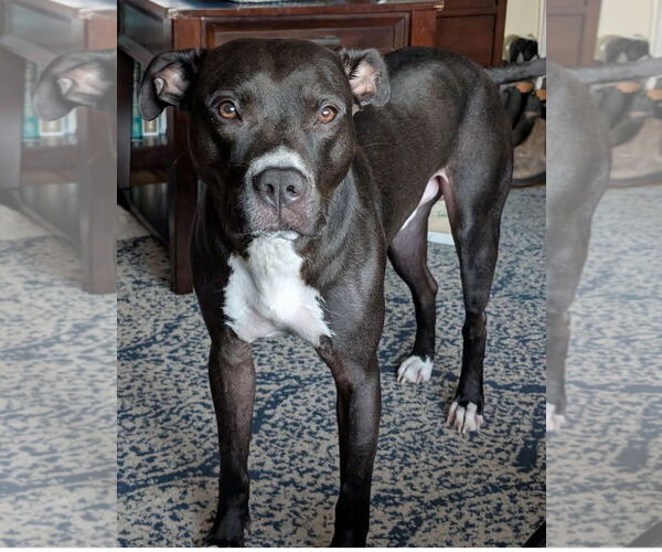 Medium Photo #2 American Pit Bull Terrier Puppy For Sale in Alexandria, VA, USA