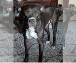 Small #1 American Pit Bull Terrier