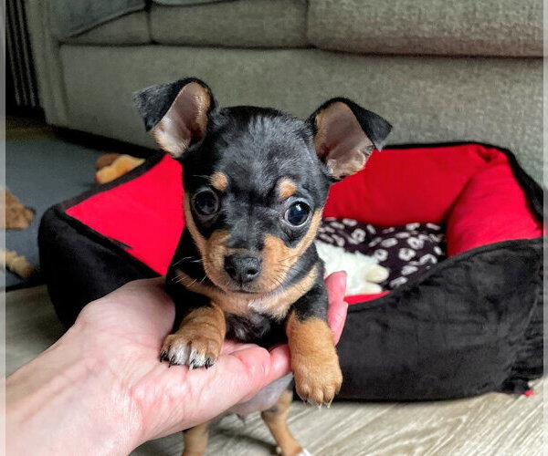 Medium Photo #1 Chipin Puppy For Sale in Shermans Dale, PA, USA