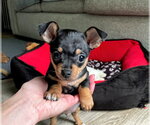 Zurich - Female Chipin Dog for Adoption - Small photo