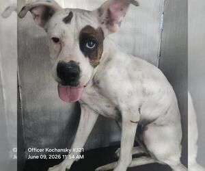 American Staffordshire Terrier-Unknown Mix Dogs for adoption in San Antonio, TX, USA