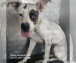 Small American Staffordshire Terrier Mix