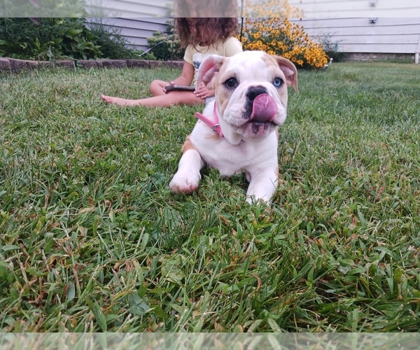 Medium Photo #1 Bulldog Puppy For Sale in MOLINE, IL, USA