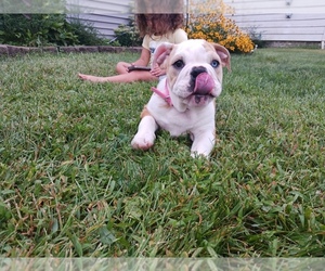 Bulldog Puppy for sale in MOLINE, IL, USA