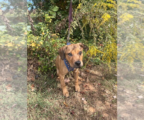 Medium Photo #2 Mutt Puppy For Sale in Candler, NC, USA