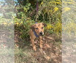 Small Photo #2 Mutt Puppy For Sale in Candler, NC, USA