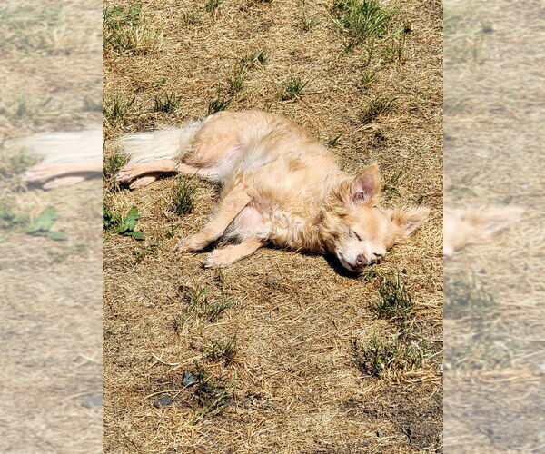 Medium Photo #3 Chihuahua-Unknown Mix Puppy For Sale in Bellingham, WA, USA