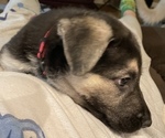 Small Photo #23 German Shepherd Dog Puppy For Sale in MERRITT IS, FL, USA