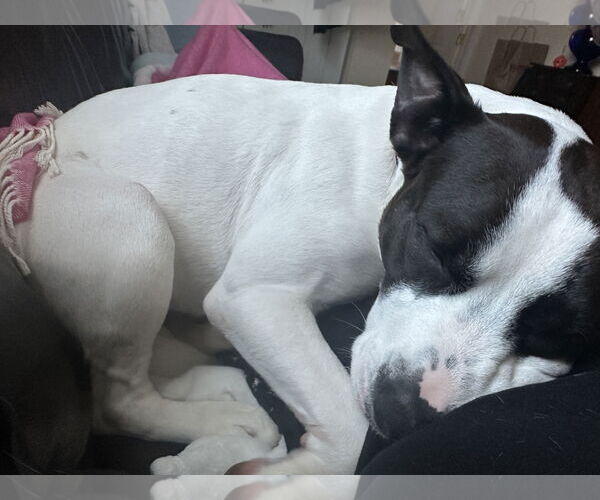 Medium Photo #5 American Pit Bull Terrier-Unknown Mix Puppy For Sale in Staten Island, NY, USA