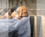 Small Photo #1 Rhodesian Ridgeback Puppy For Sale in LOCKHART, TX, USA
