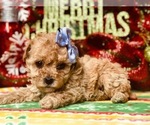 Small Photo #4 Poodle (Miniature) Puppy For Sale in CLAY, PA, USA