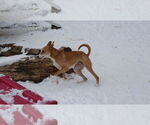 Small #33 Saluki-Whippet Mix