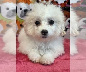 Maltipoo Puppy for Sale in BEECH GROVE, Indiana USA