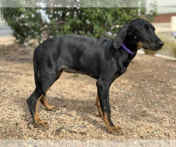 Medium Photo #4 Doberman Pinscher-Labrador Retriever Mix Puppy For Sale in PIPE CREEK, TX, USA