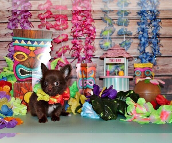 Medium Photo #15 Chihuahua Puppy For Sale in CHARLESTON, AR, USA