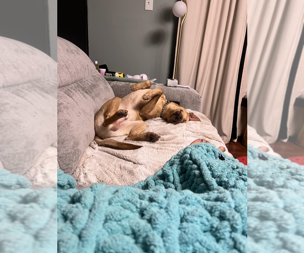 Medium Photo #5 Labrador Retriever-Unknown Mix Puppy For Sale in Rockville, MD, USA