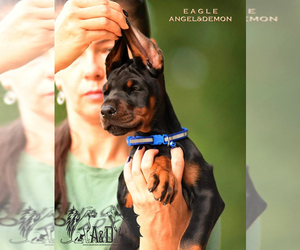 Doberman Pinscher Puppy for sale in NEW YORK, NY, USA