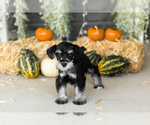 Puppy 4 Schnauzer (Miniature)