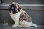 Small Photo #4 Havanese Puppy For Sale in SHELBY, OH, USA