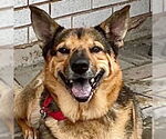 Small #4 German Shepherd Dog Mix