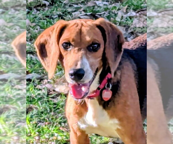 Medium Photo #10 Beagle Puppy For Sale in Dunnellon, FL, USA
