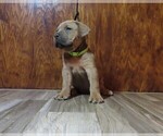 Small Photo #36 Cane Corso Puppy For Sale in APPLE VALLEY, CA, USA