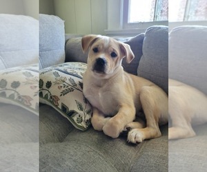 Pug-Shiba Inu Mix Puppy for sale in COLUMBUS, GA, USA
