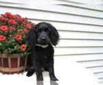 Puppy Hunter Cocker Spaniel-Miniature Bernedoodle Mix