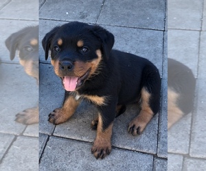Rottweiler Puppy for sale in VONORE, TN, USA