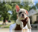 Small Photo #14 French Bulldog Puppy For Sale in WEST ORANGE, NJ, USA