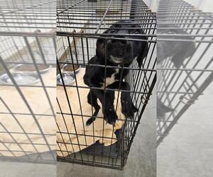 Medium Labrador Retriever Mix