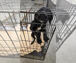 Small Labrador Retriever Mix