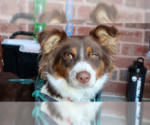 Small #2 Australian Shepherd Mix