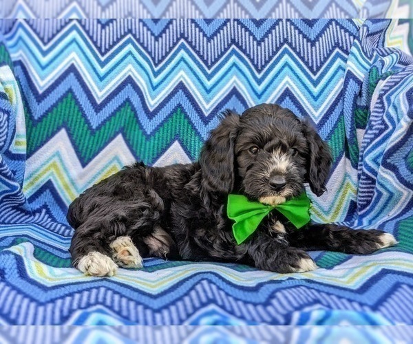 Medium Photo #5 -Poodle (Miniature) Mix Puppy For Sale in LANCASTER, PA, USA