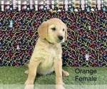 Small Photo #18 Golden Retriever Puppy For Sale in CORONA, CA, USA