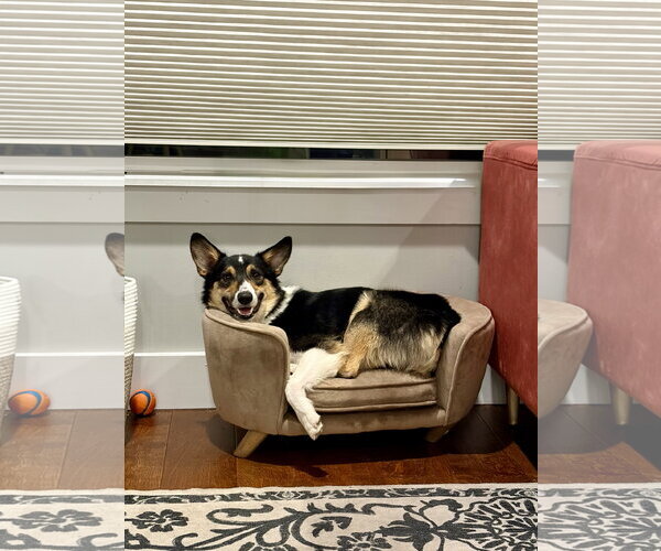 Medium Photo #2 Australian Shepherd-Welsh Corgi Mix Puppy For Sale in Aurora, CO, USA