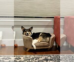 Small Photo #2 Australian Shepherd-Welsh Corgi Mix Puppy For Sale in Aurora, CO, USA
