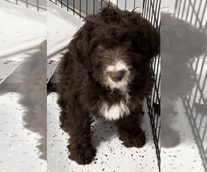 Bordoodle Puppy for sale in COMMERCE, GA, USA