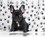 Small Photo #4 French Bulldog Puppy For Sale in GREAT FALLS, VA, USA