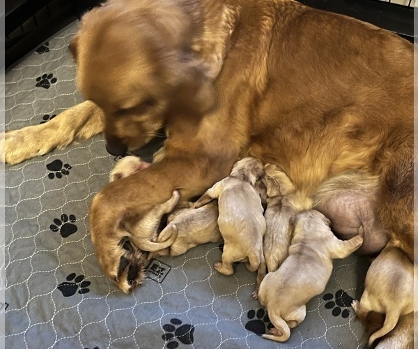 Medium Photo #7 Golden Retriever Puppy For Sale in NEOLA, WV, USA