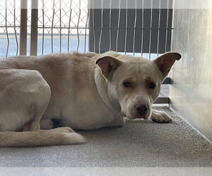 Chow Chow-Unknown Mix Dogs for adoption in Downey, CA, USA